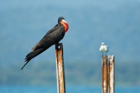 Fregatka vznesena - Fregata magnificens - Magnificent Frigatebird 9827